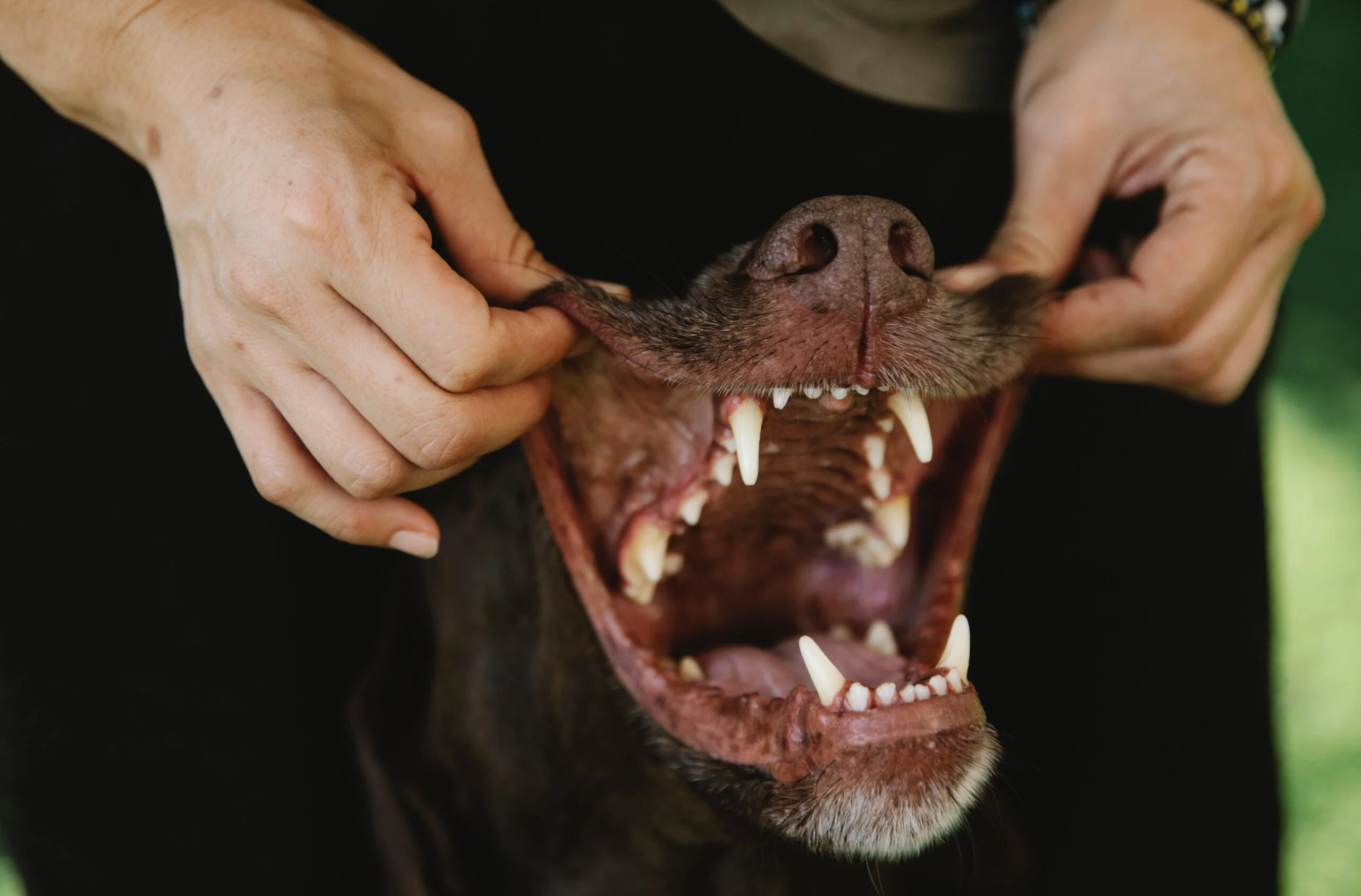 Dog Teeth Chattering , Why and What to Do?