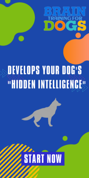 theroverdog.com-brain-dog-trainning