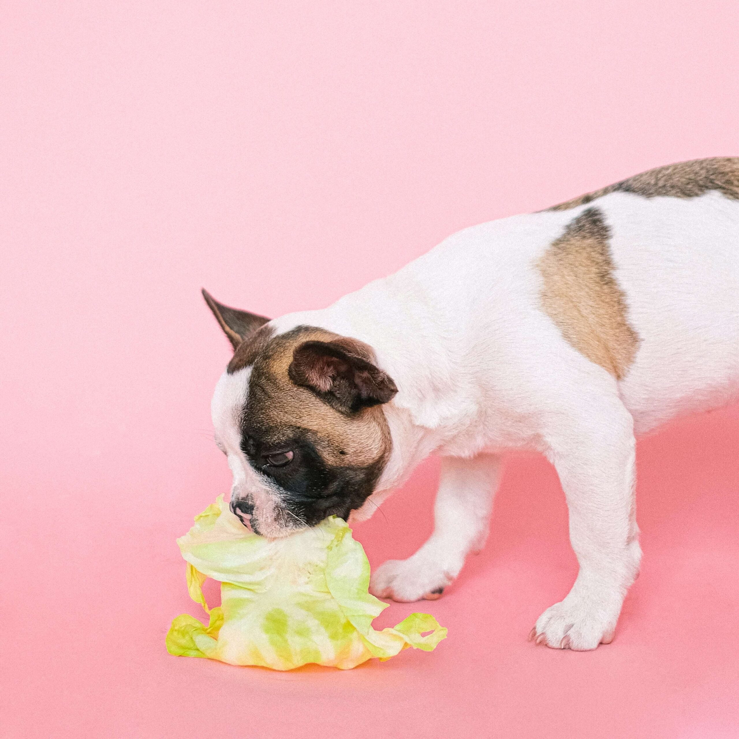 Can Dogs Eat a Vegan Diet and Be Happy and Healthy?