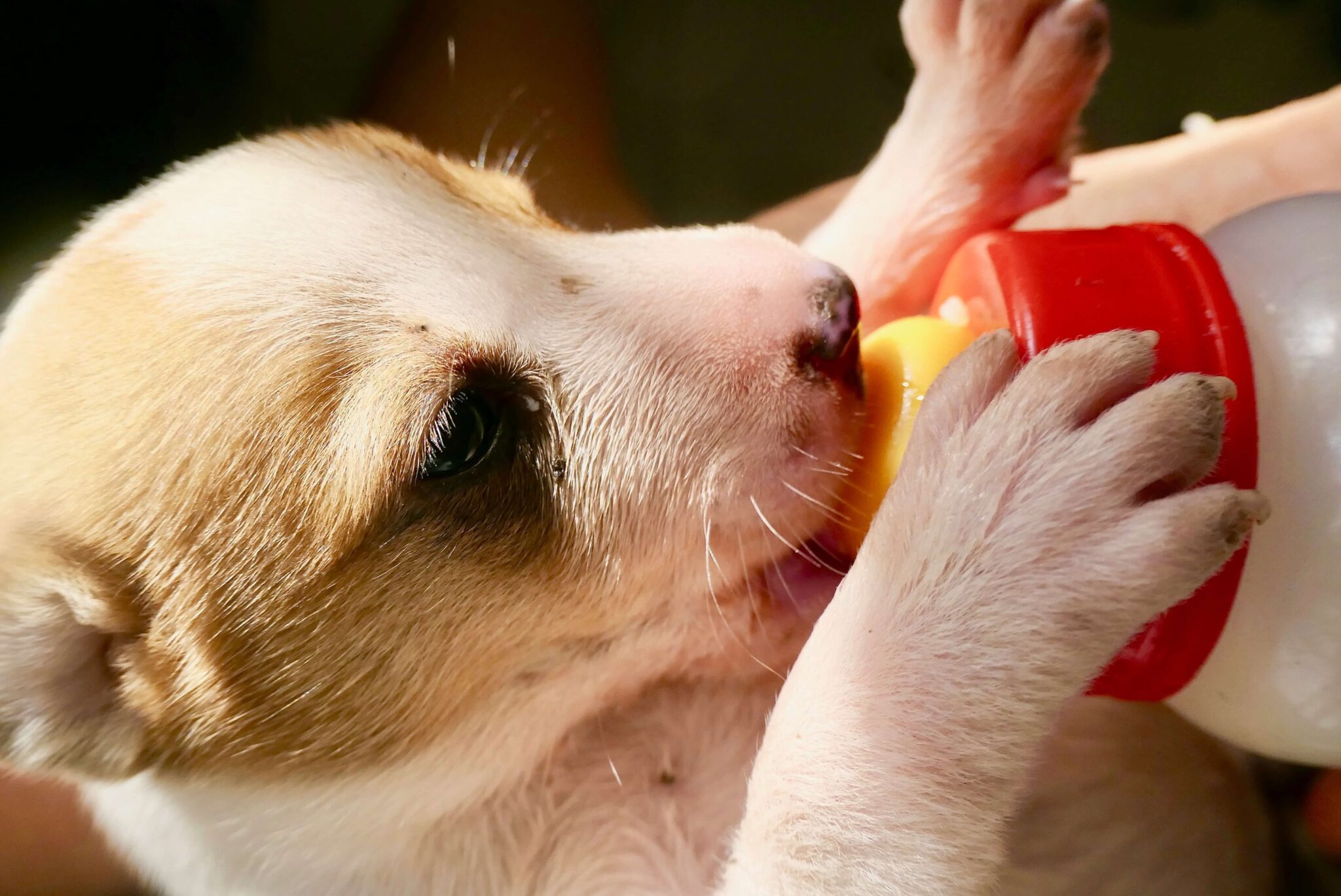 premium-vector-cute-dog-drinking-milk-from-a-plate