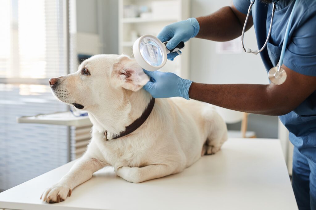 dog-ear-yeast-infection-causes-and-treatment-petsmartgo