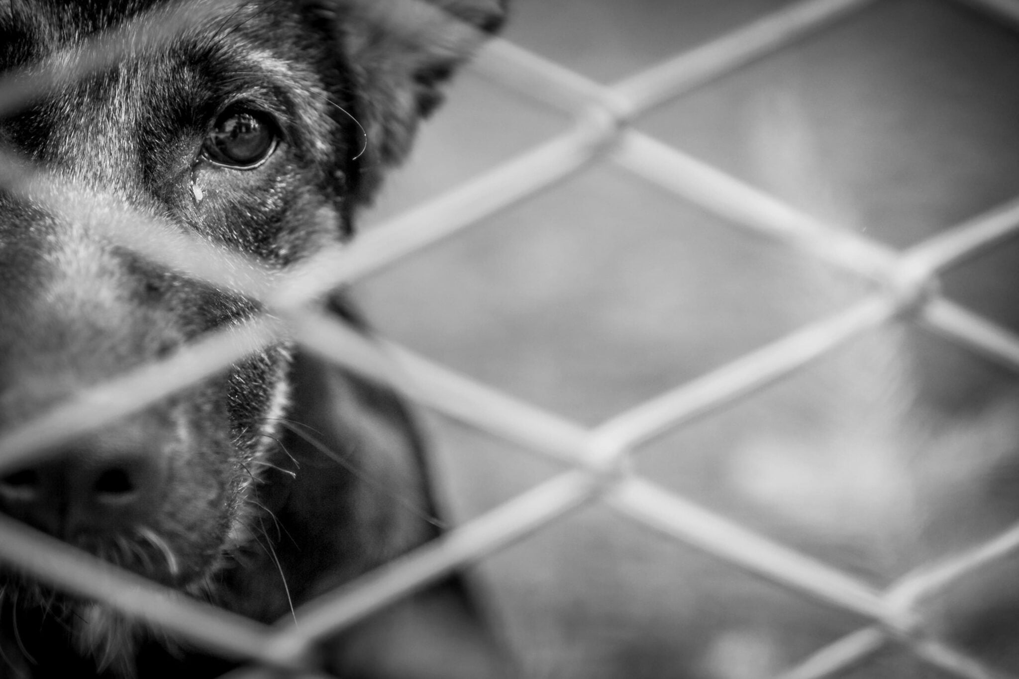 Adopt Your Furry Friend Today: Free Puppies In Minneapolis