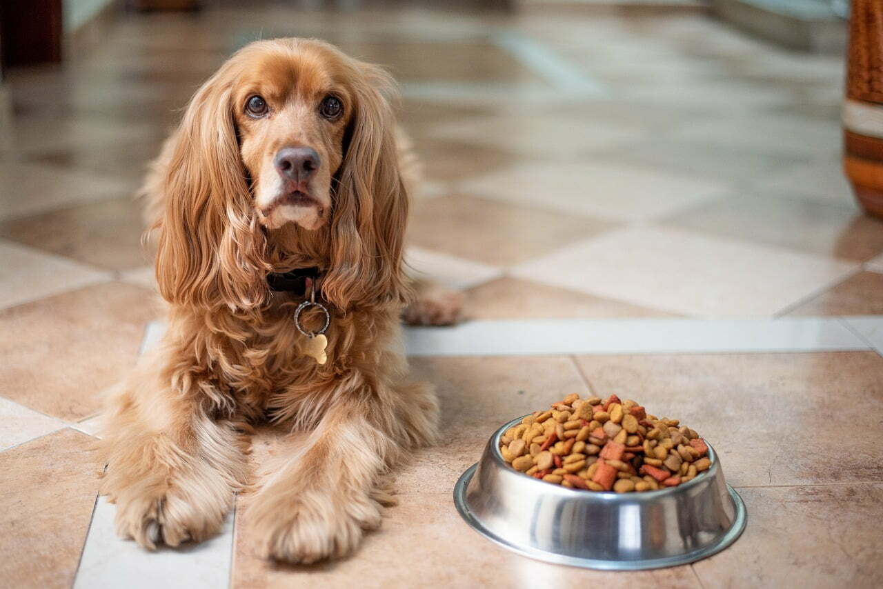 Best Dog Food for Allergies |The Ultimate Guide