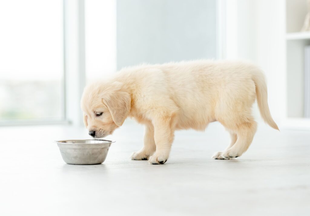 Best Dog Food for Puppies