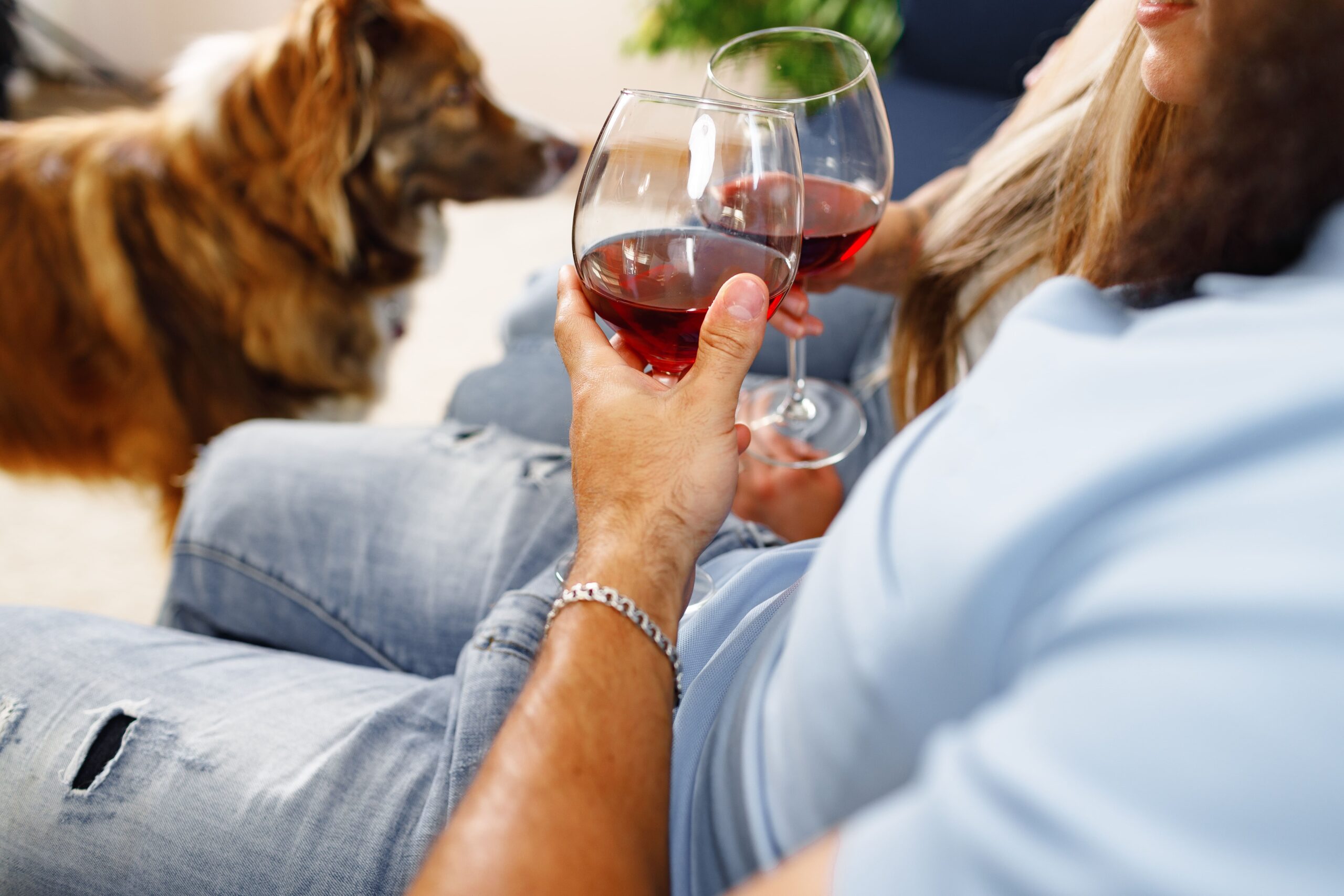 Can Dogs Drink Wine