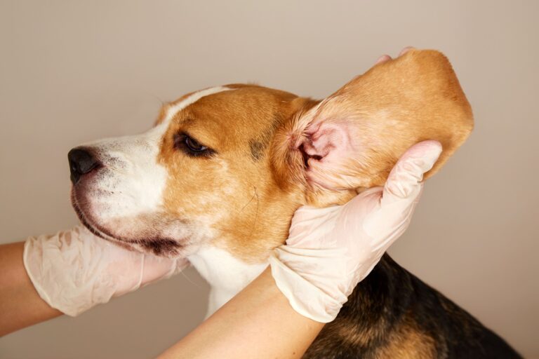 The Ultimate Guide to Dog Ear Cleaners: How to Keep Your Dog’s Ears Healthy and Infection-Free