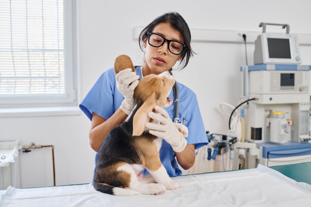 vet-checking-pups-ears